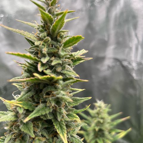 Diesel Automatic growlog timeline photo