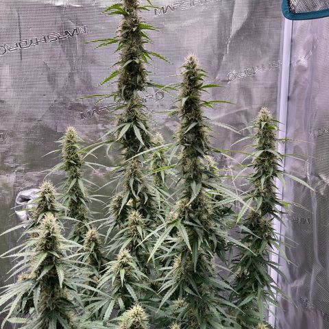 Green Gelato Automatic growlog timeline photo