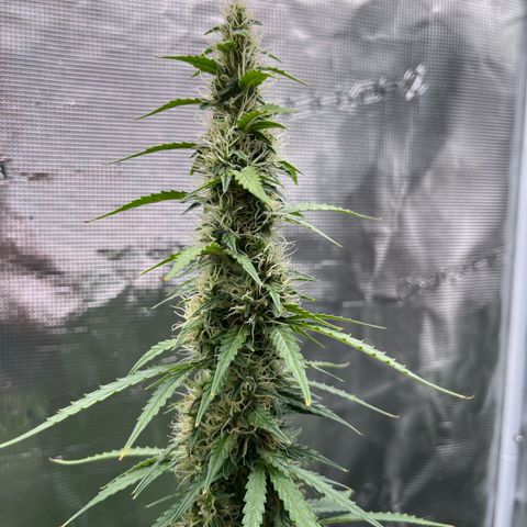 Green Gelato Automatic growlog timeline photo