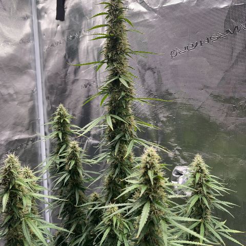 Green Gelato Automatic growlog timeline photo