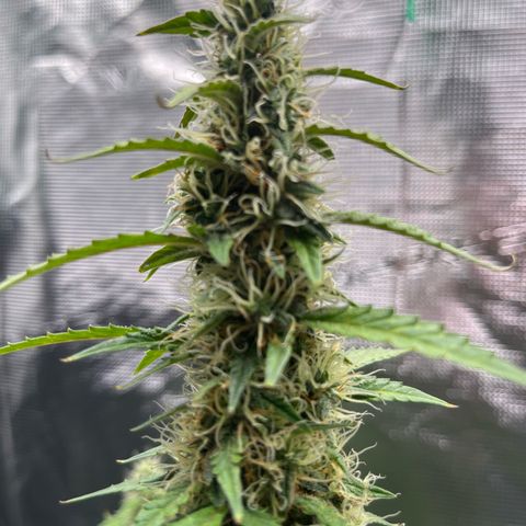 Green Gelato Automatic growlog timeline photo