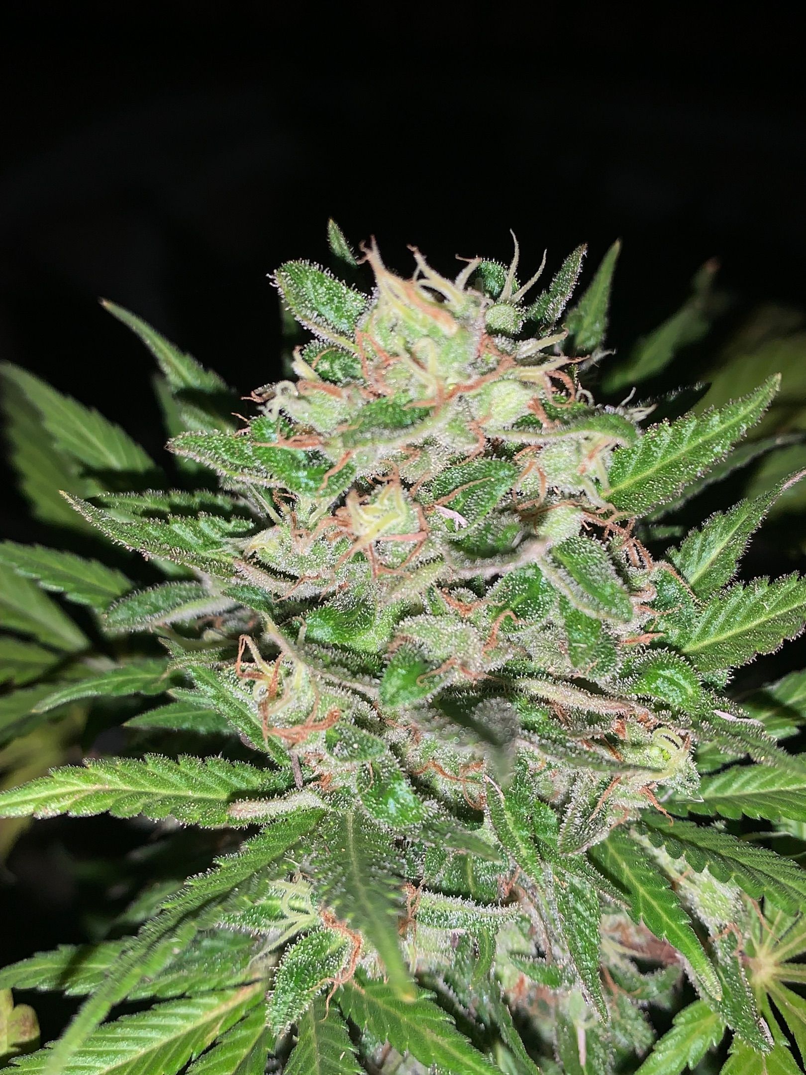 Space cake growlog header