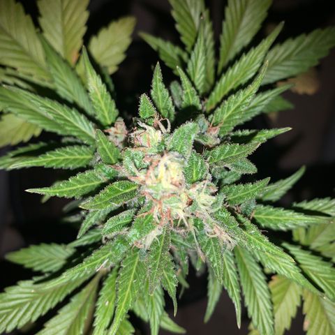 Space cake growlog photo: thought i’d have to give an update on here, they are looking very colourful now, nothing much has changed other than fighting off pests, repotting and increasing feeding amounts