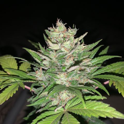 Space cake growlog photo: thought i’d have to give an update on here, they are looking very colourful now, nothing much has changed other than fighting off pests, repotting and increasing feeding amounts