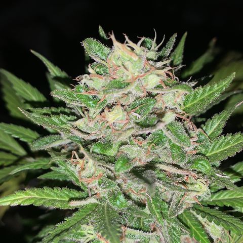 Space cake growlog timeline photo