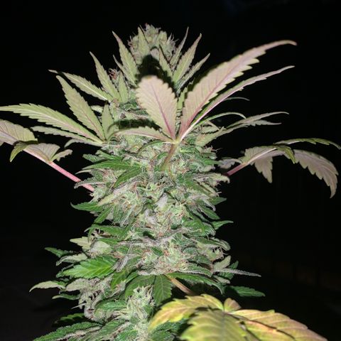 Space cake growlog photo: thought i’d have to give an update on here, they are looking very colourful now, nothing much has changed other than fighting off pests, repotting and increasing feeding amounts