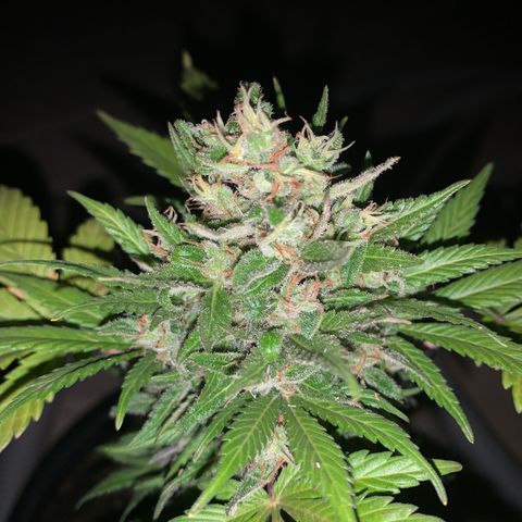 Space cake growlog photo: thought i’d have to give an update on here, they are looking very colourful now, nothing much has changed other than fighting off pests, repotting and increasing feeding amounts