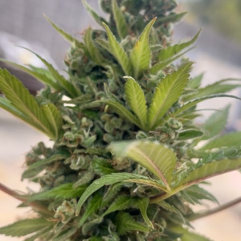 Space cake growlog photo: almost ready for harvest, looking very fresh, no problems that i can see