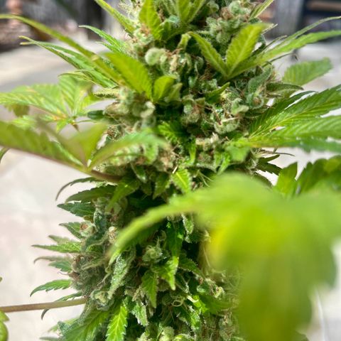 Space cake growlog photo: almost ready for harvest, looking very fresh, no problems that i can see