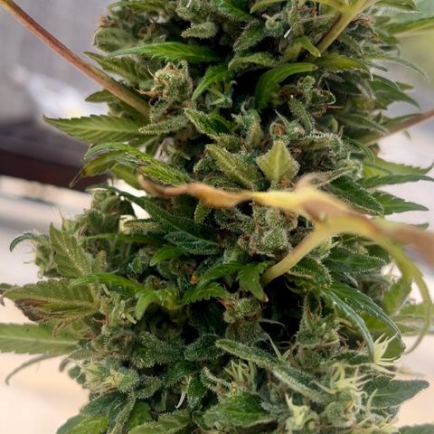 Space cake growlog photo: almost ready for harvest, looking very fresh, no problems that i can see