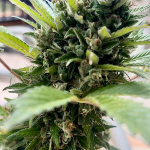 Space cake growlog photo: almost ready for harvest, looking very fresh, no problems that i can see