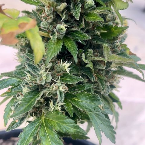 Space cake growlog photo: almost ready for harvest, looking very fresh, no problems that i can see