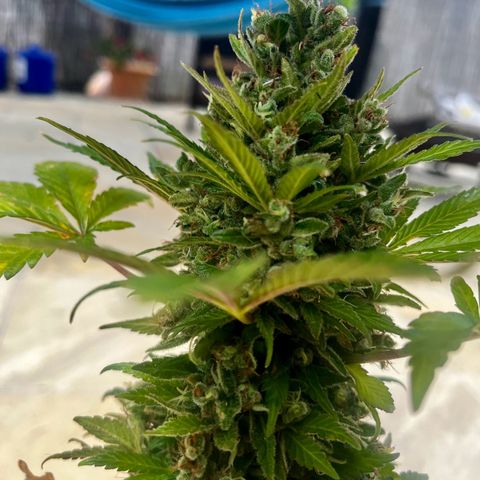 Space cake growlog photo: almost ready for harvest, looking very fresh, no problems that i can see