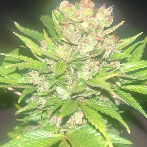 Space cake growlog photo: nearly there