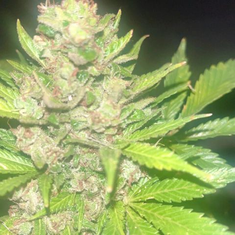 Space cake growlog photo: nearly there