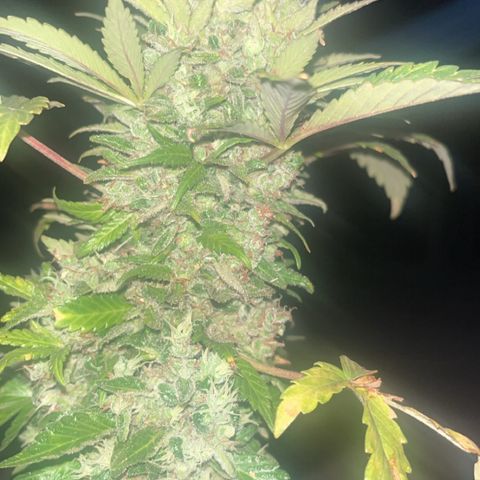 Space cake growlog photo: nearly there