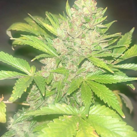 Space cake growlog photo: nearly there