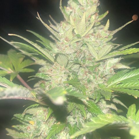 Space cake growlog photo: nearly there