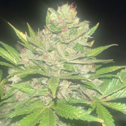 Space cake growlog photo: nearly there