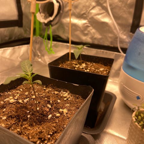 Génétique inconnue growlog timeline photo