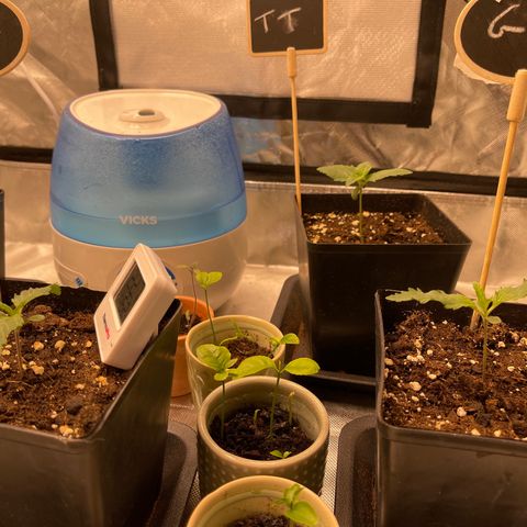 Génétique inconnue growlog timeline photo