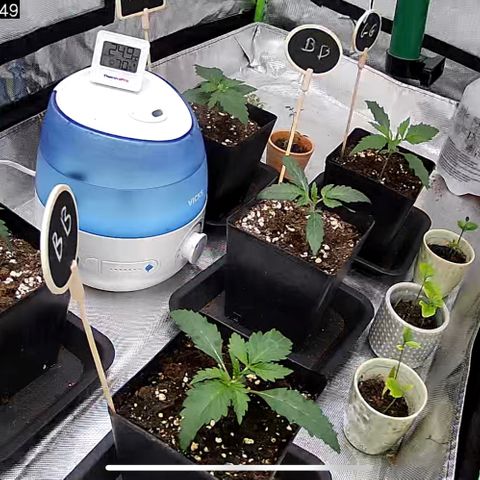 Génétique inconnue growlog timeline photo