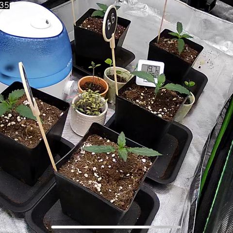 Génétique inconnue growlog timeline photo