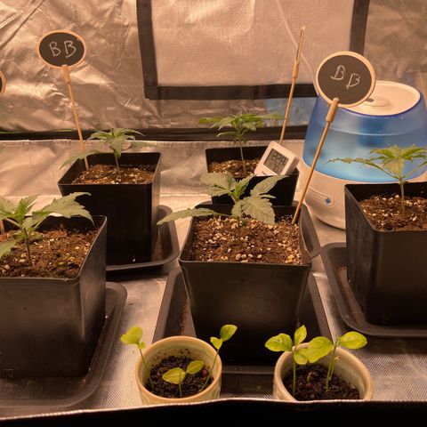 Génétique inconnue growlog timeline photo