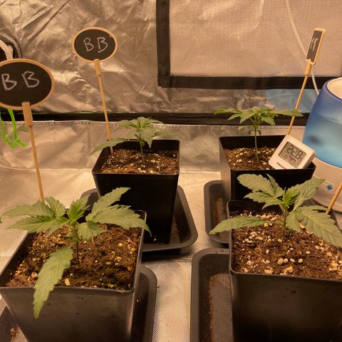 Génétique inconnue growlog timeline photo