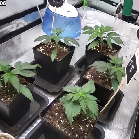 Génétique inconnue growlog timeline photo