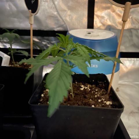 Génétique inconnue growlog timeline photo