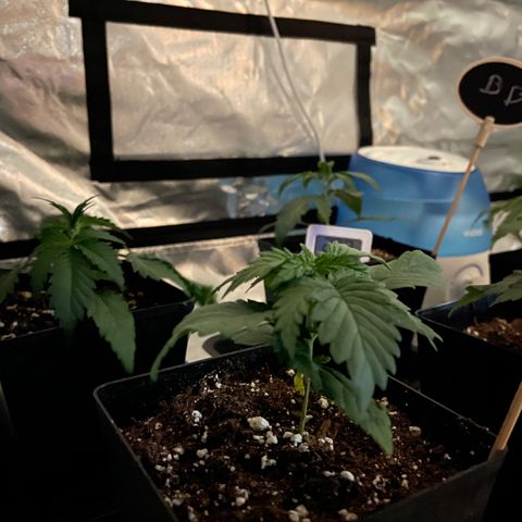 Génétique inconnue growlog timeline photo