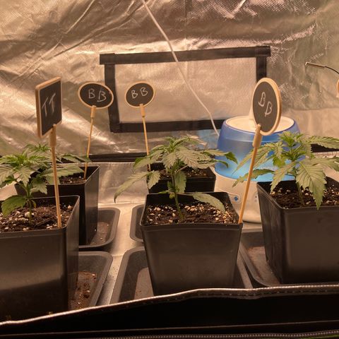 Génétique inconnue growlog timeline photo