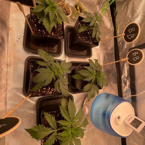 Génétique inconnue growlog timeline photo