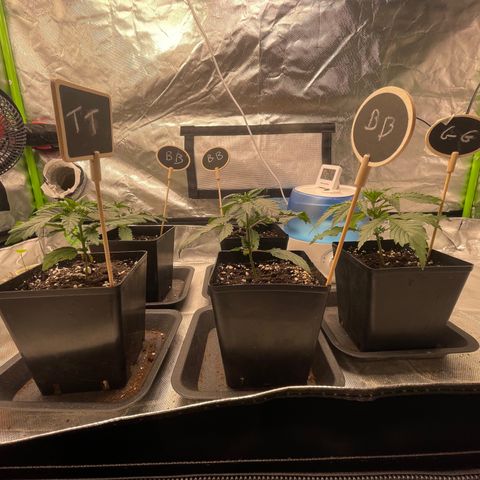 Génétique inconnue growlog timeline photo