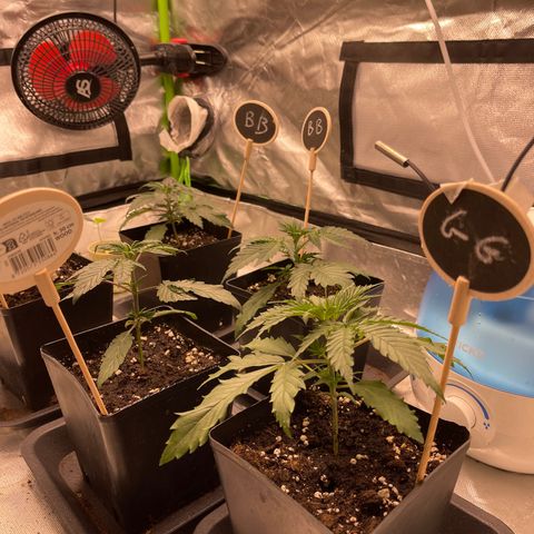 Génétique inconnue growlog timeline photo