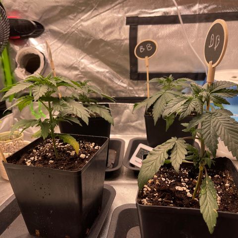 Génétique inconnue growlog timeline photo