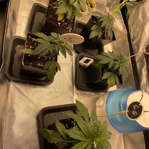 Génétique inconnue growlog timeline photo