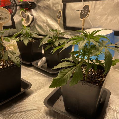 Génétique inconnue growlog timeline photo