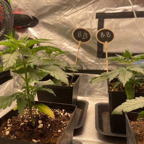 Génétique inconnue growlog timeline photo