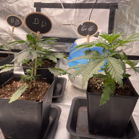 Génétique inconnue growlog timeline photo