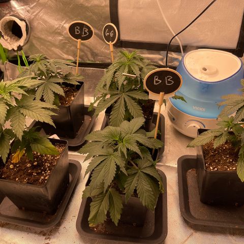Génétique inconnue growlog timeline photo