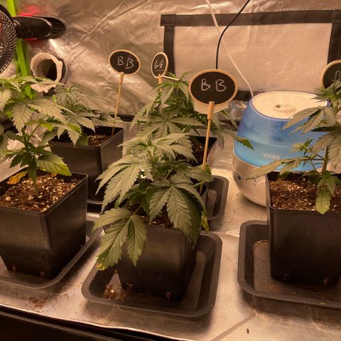 Génétique inconnue growlog timeline photo