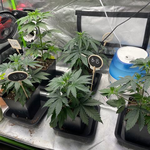 Génétique inconnue growlog timeline photo