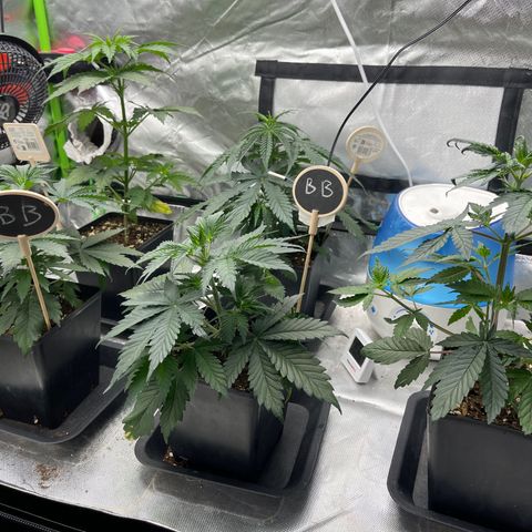 Génétique inconnue growlog timeline photo