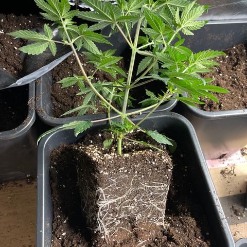 Génétique inconnue growlog timeline photo