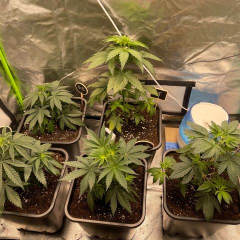 Génétique inconnue growlog timeline photo