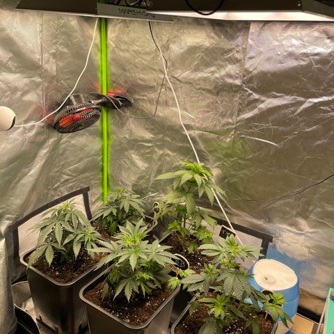 Génétique inconnue growlog timeline photo