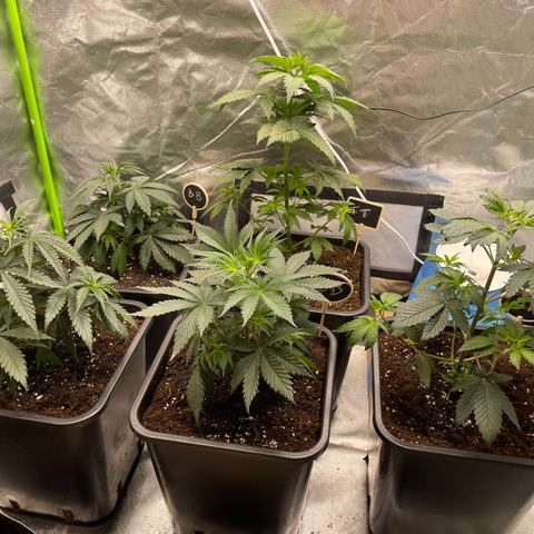Génétique inconnue growlog timeline photo