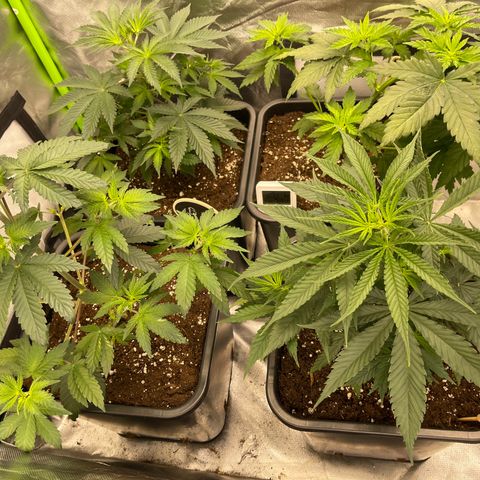 Génétique inconnue growlog timeline photo